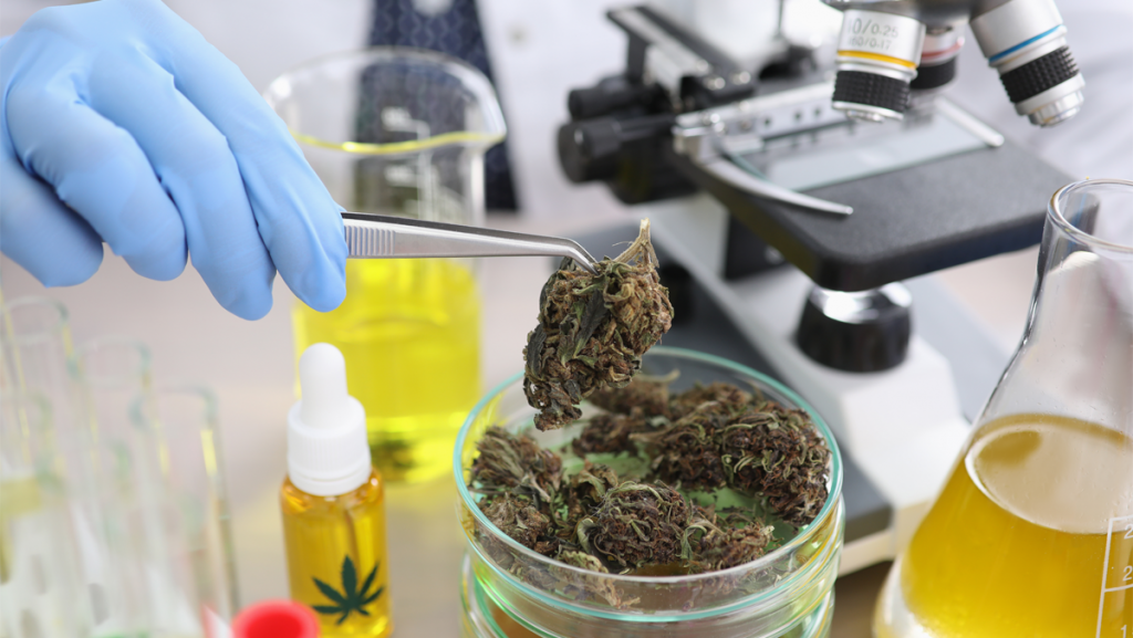 バイデン大統領が大麻研究が進展する法案に署名
