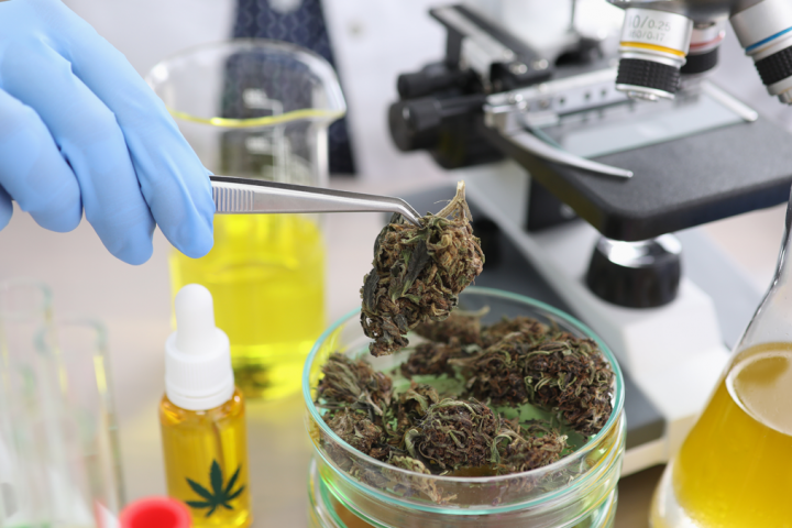 バイデン大統領が大麻研究が進展する法案に署名