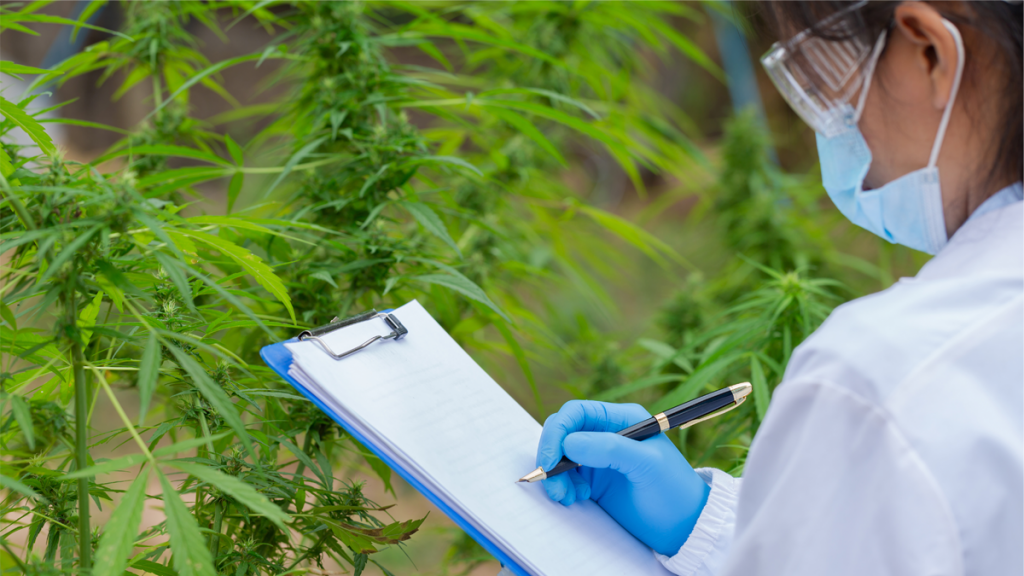 米国連邦政府認可の研究用大麻は、遺伝子的にヘンプに近いことが判明