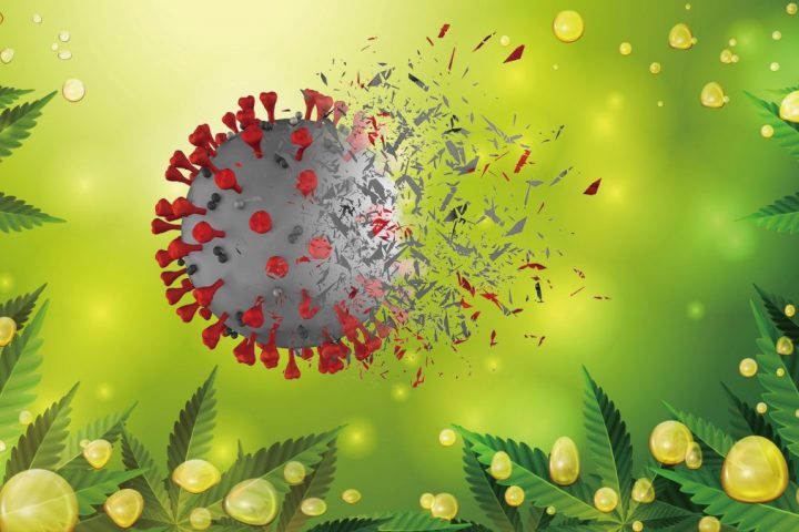 CBDとテルペンの組み合わせが、新型コロナウイルスの治療に有効である可能性が示される