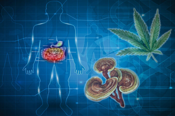 大麻ときのこの相乗作用が大腸がん細胞の90%以上を死滅させたと報告