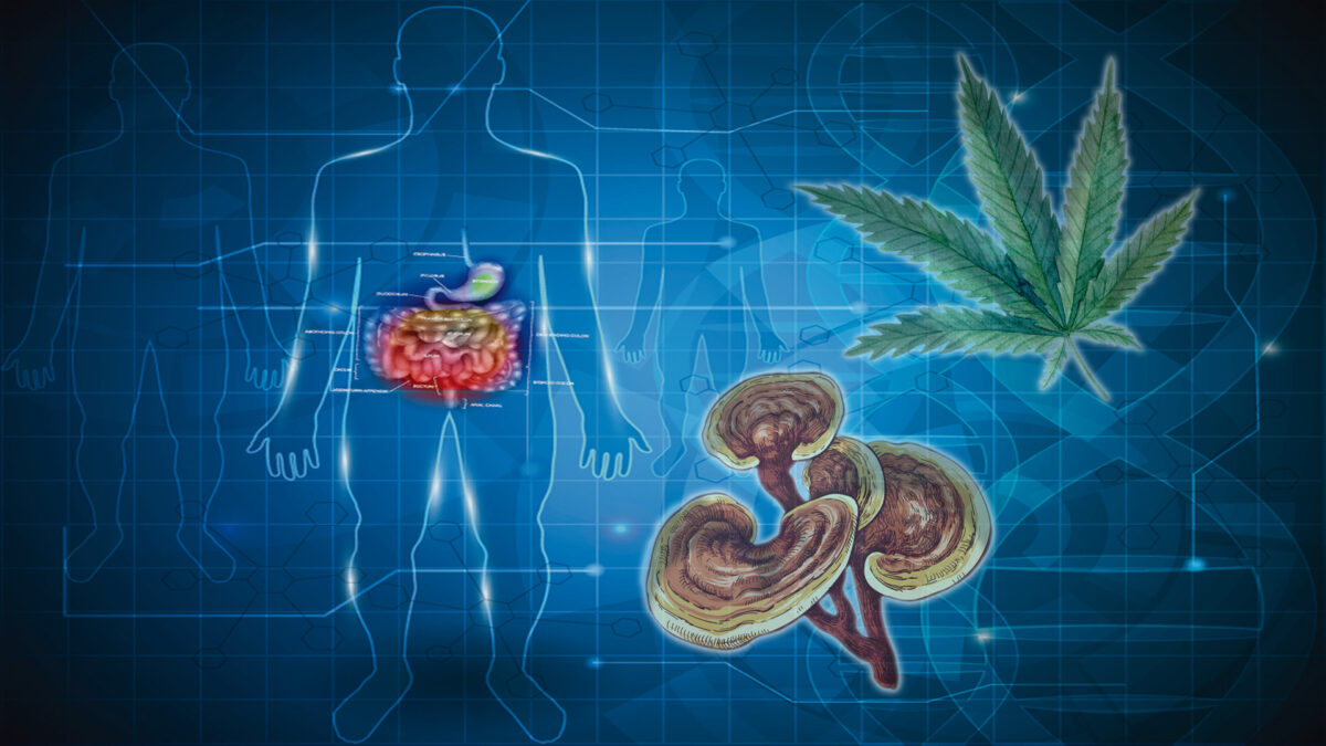 大麻ときのこの相乗作用が大腸がん細胞の90%以上を死滅させたと報告