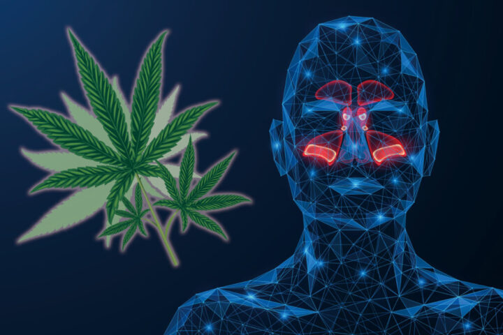 大麻の日常的使用は鼻水など副鼻腔症状の有病率を低下させる