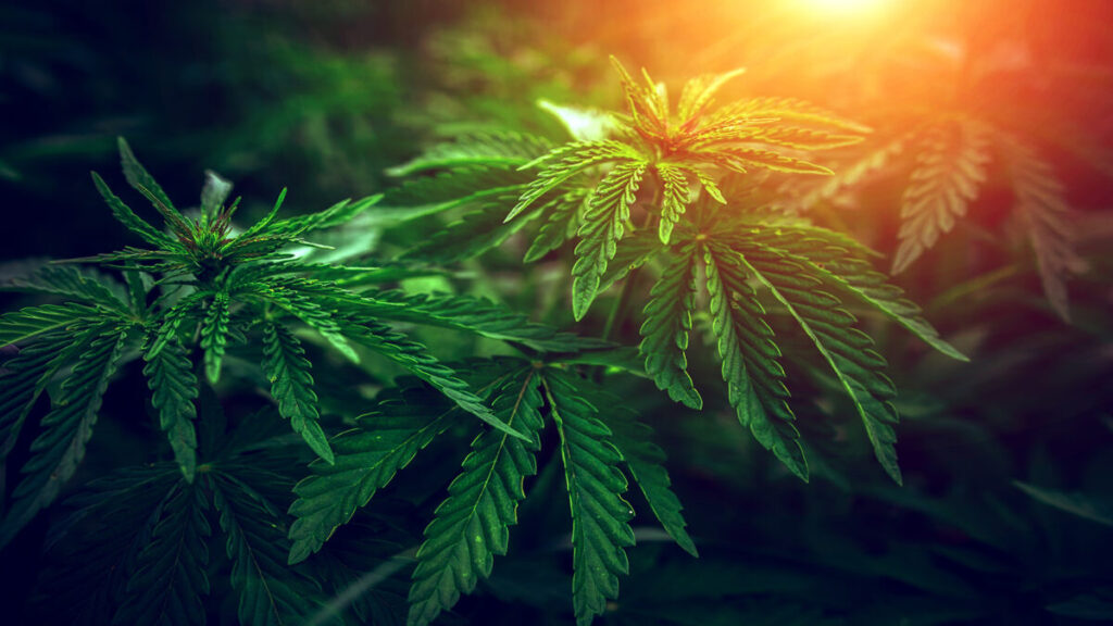 嗜好用大麻の合法化は、他薬物使用に移行せず　ゲートウェイドラッグには繋がらない研究結果