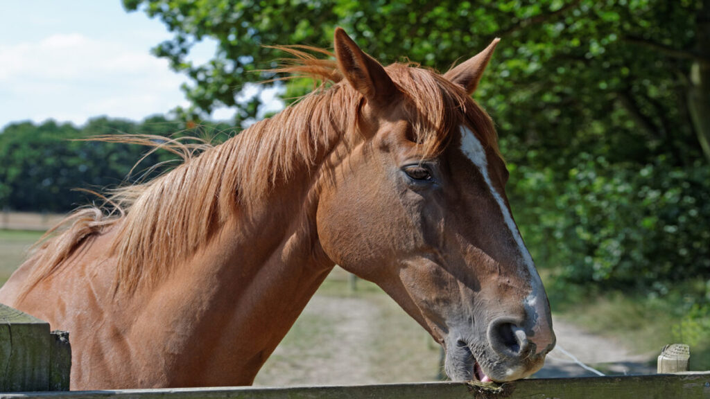 CBD使用により、馬の行動異常が改善した初めての報告