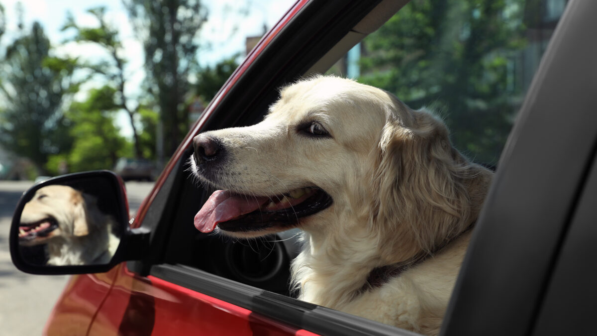 大麻成分CBD、留守番や車での移動時における犬のストレスに有効性示す