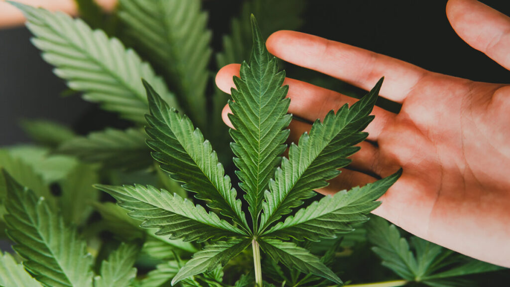 嗜好用大麻合法化後のカナダで問題のある大麻使用は増加せず