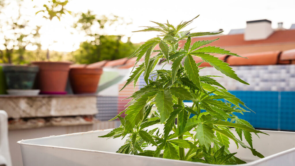 コネチカット州、嗜好用大麻の自宅栽培を解禁