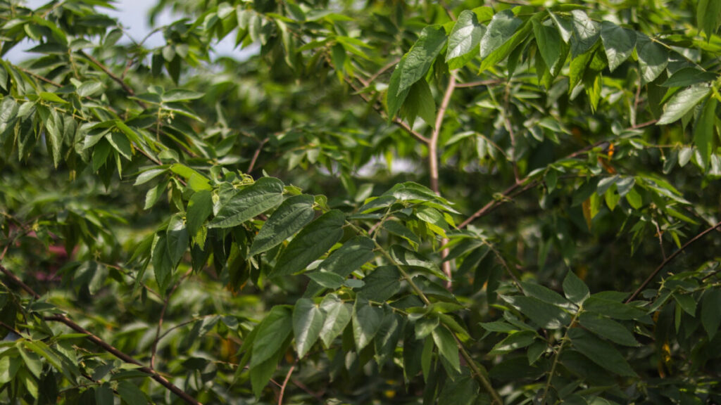 ブラジルで自生する低木から大麻成分CBDを発見