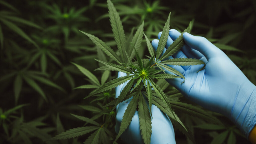 カナダ、違法大麻の92%から農薬を検出