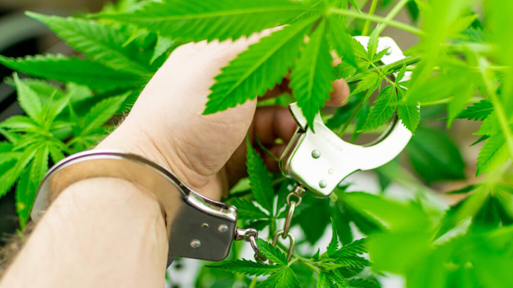 嗜好用大麻の犯罪化は医療用大麻を必要とする患者に様々な害を及ぼす
