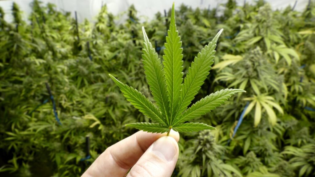 カリフォルニア州有権者の62%が「嗜好用大麻合法化は州に良い影響を与えた」と回答