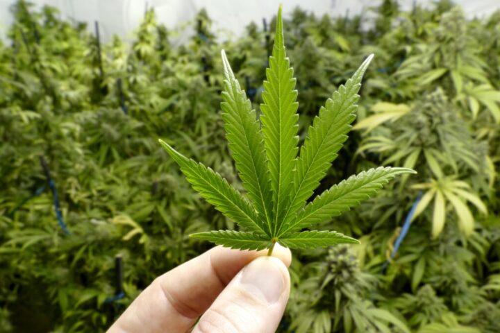 カリフォルニア州有権者の62%が「嗜好用大麻合法化は州に良い影響を与えた」と回答