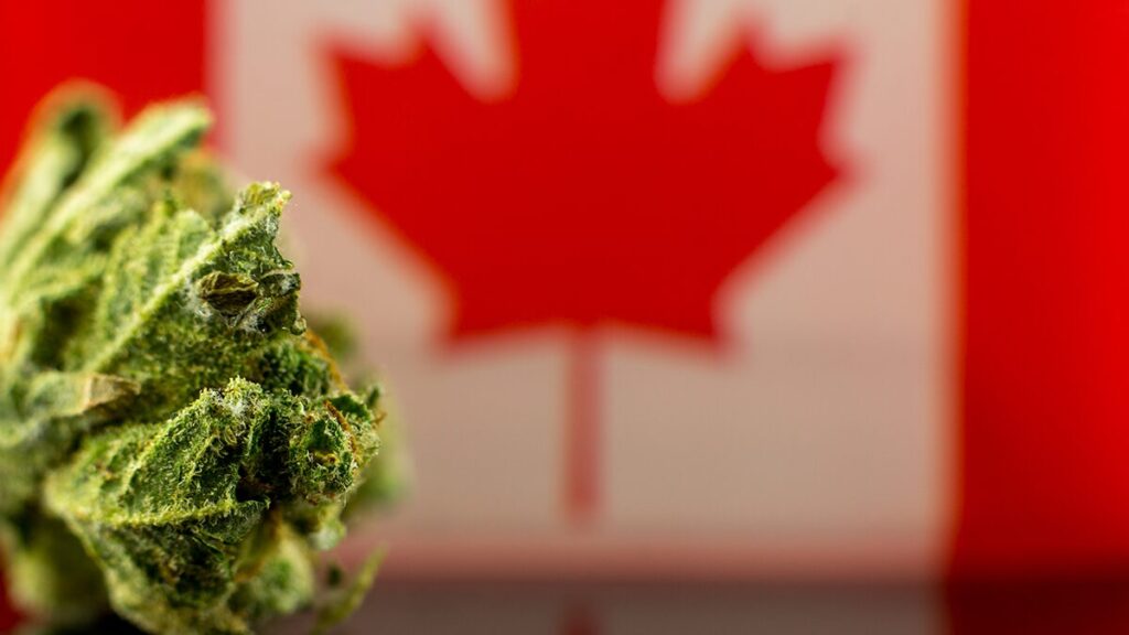 カナダの大麻取締法見直し