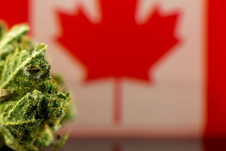 カナダの大麻取締法見直し