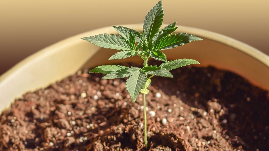 米国民の約60%が大麻の自家栽培を合法にすべきと回答