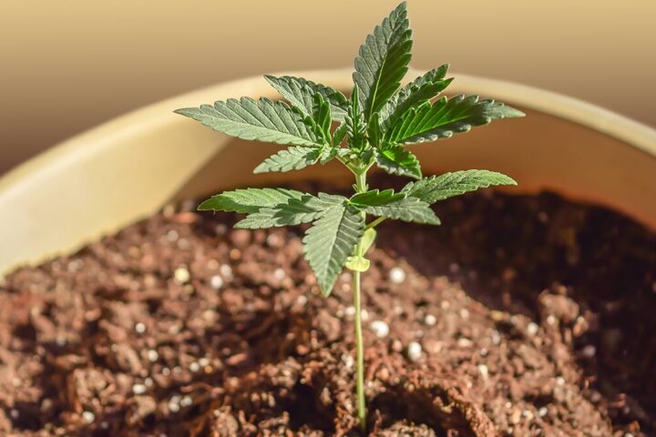 米国民の約60%が大麻の自家栽培を合法にすべきと回答