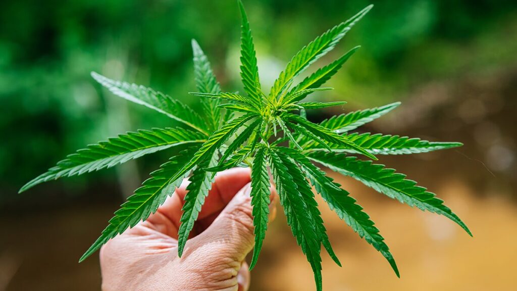 デラウェア州、全ての患者に医療用大麻の処方を可能に